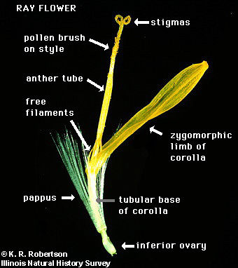 Digital Flowers